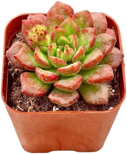2" Sedeveria Letizia Unique Succulents Plants Live, Live Starter Succulent Plants, Easy Care House Plants Rooted in Succulent Soil Mix, by The Succulent Cult