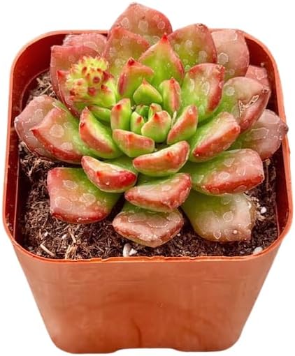 2" Sedeveria Letizia Unique Succulents Plants Live, Live Starter Succulent Plants, Easy Care House Plants Rooted in Succulent Soil Mix, by The Succulent Cult