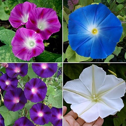 Dirt Goddess Super Seeds ~ Morning Glory Mix Flower Seeds (1/4 Lb) Non GMO Bulk