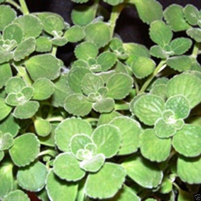 Broad Leaf Thyme AKA Cuban Oregano, Spanish thyme, Mexican thyme !(5,000 Seeds)