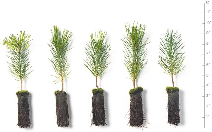 Ponderosa Pine Live Tree Plug Seedlings | 6"-12" | Arbor Day Foundation - (Due to Agricultural Laws, Unavailable to AZ, CA, ID, ME, MT or UT) (5-Pack)