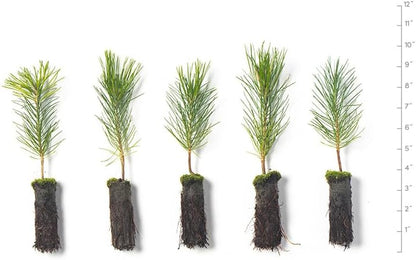 Ponderosa Pine Live Tree Plug Seedlings | 6"-12" | Arbor Day Foundation - (Due to Agricultural Laws, Unavailable to AZ, CA, ID, ME, MT or UT) (5-Pack)