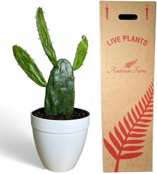 Variegated Opuntia Cactus, Yellow and Green, Live Indoor Outdoor Plant, 6-inch Decorative Pot, 12-15 inches Growth Height