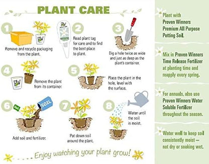 Proven Winners 0.65 Gal, Rock 'N Round™ 'Bright Idea' Stonecrop (Sedum), Live Plant, Yellow Flowers and Green Foliage, 0.65 Gallon (SEDPWP1147103)
