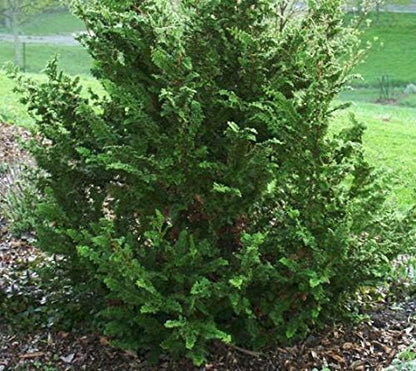 Fernspray Hinoki Cypress - Live Plant - 3 Gallon Pot