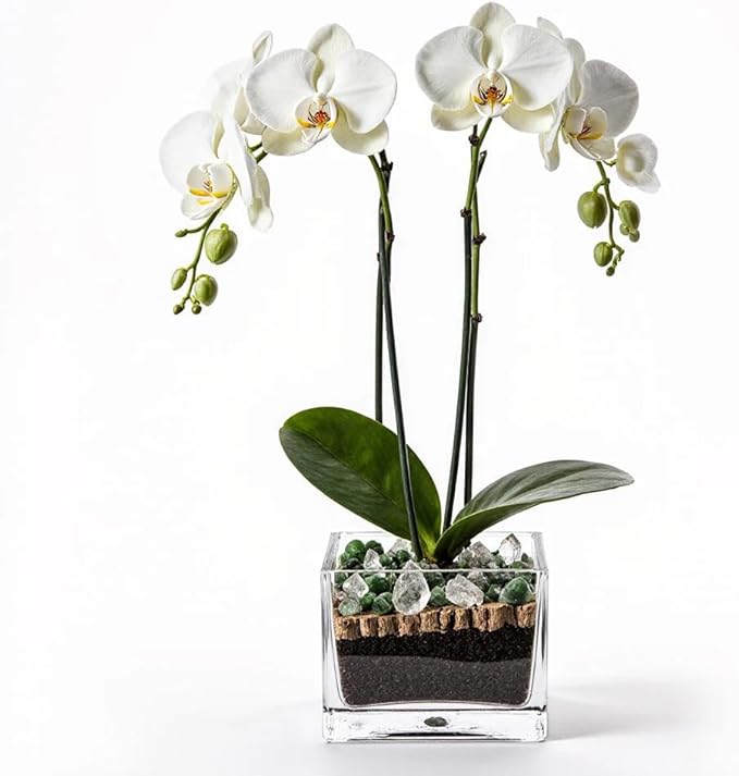 Premium White Phalaenopsis Orchid Plant - Live Double Stem with Clear Quartz and Green Aventurine Crystal - Indoor Flowering Houseplant Gift - Perfect for Birthday Anniversary