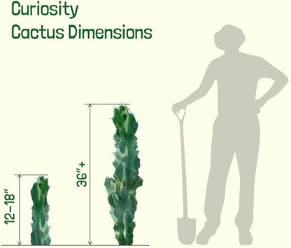 Cactus Outlet - Curiosity Cactus Plants Live, Live Plants Indoor & Outdoor Use, Live Cactus, 36”+ - Rare Large Live Cactus - Landscape Ready Large Cactus Plant Live Delivered Right to Your Door