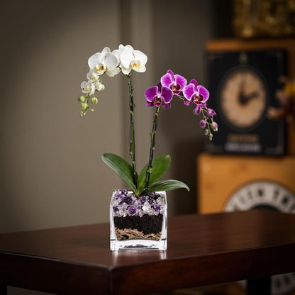 Live White and Purple Double Stem Phalaenopsis Orchid Plant with Clear Quartz and Amethyst - Premium Dual-Color Flowering Houseplant, Easy Care Live Plant
