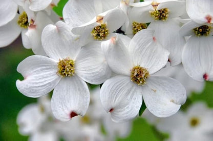 White Flowering Dogwood Tree - Huge 4 Inch Flowers - 2 to 3 Foot Live Plant