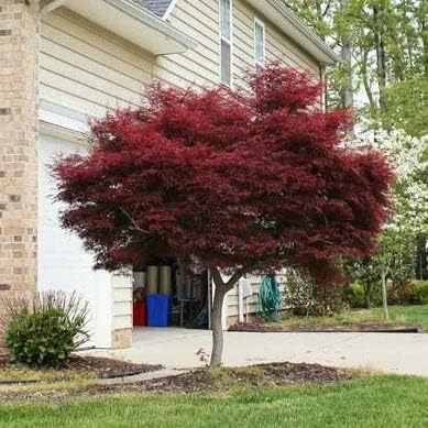 BLOODGOOD Japanese Maple acer palmatum ‘Bloodgood’ 2 - Year Live Tree by Tristar Plants- in ABP Container
