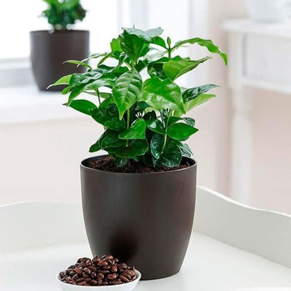 Arabian Coffee Tree Seeds – Coffea Arabica | Evergreen Perennial | Fragrant Blooms & Homegrown Coffee Beans
