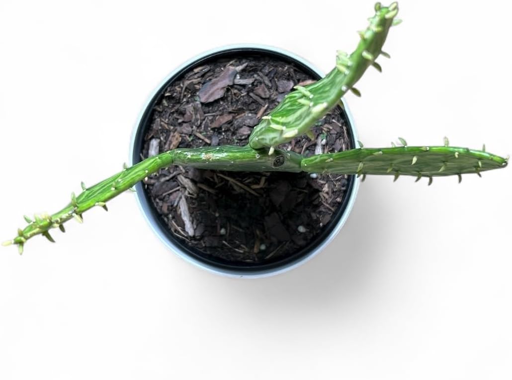 Variegated Opuntia Cactus, Yellow and Green, Live Indoor Outdoor Plant, 6-inch Decorative Pot, 12-15 inches Growth Height