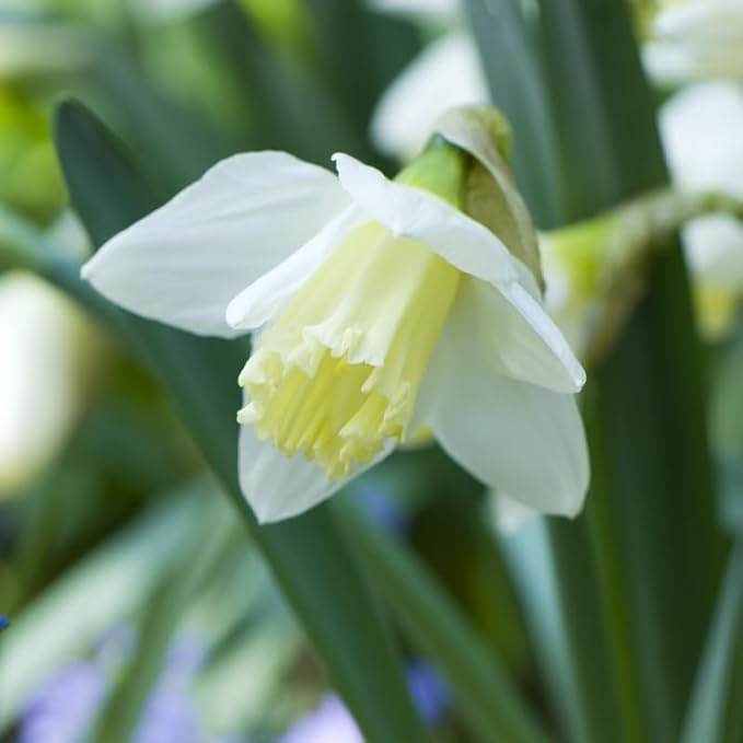 White Daffodil Flower Bulbs (Ice Follies) - 500 Bulbs per Pack - Deer Resistant - Good as Cut Flowers - Good for Indoor Forcing - Naturalizing - Perennializing