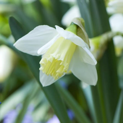 White Daffodil Flower Bulbs (Ice Follies) - 500 Bulbs per Pack - Deer Resistant - Good as Cut Flowers - Good for Indoor Forcing - Naturalizing - Perennializing