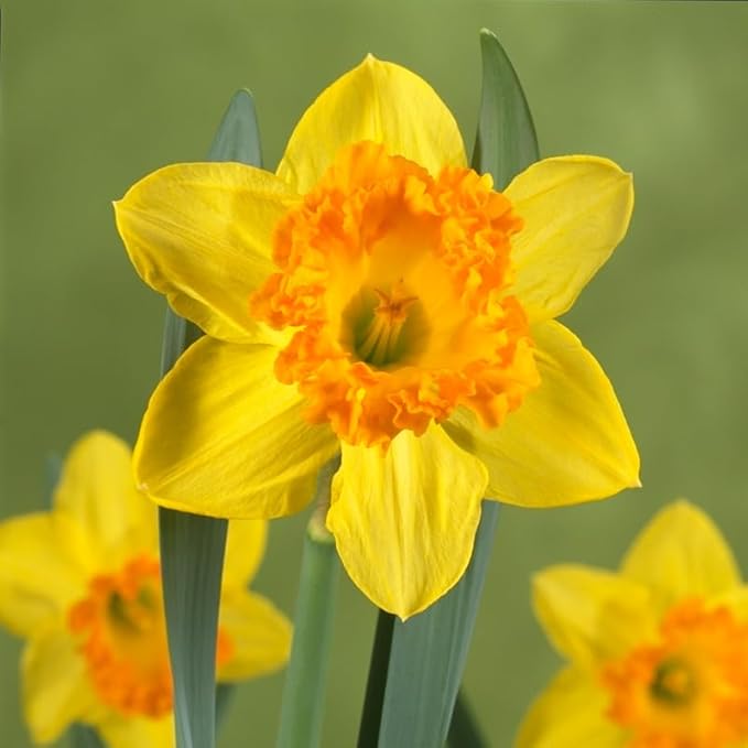 Fortune Daffodil Flower Bulbs Jumbo Pack - 25 Bulbs per Pack - Deer Resistant - Good as Cut Flowers - Grows Well in Containers - Naturalizing - Perennializing