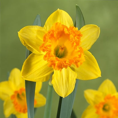 Fortune Daffodil Flower Bulbs Jumbo Pack - 25 Bulbs per Pack - Deer Resistant - Good as Cut Flowers - Grows Well in Containers - Naturalizing - Perennializing