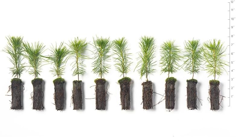 White Pine Live Tree Seedlings Plug | 6"-12" | Arbor Day Foundation - (Due to Agricultural Laws, Unavailable to AZ, CA, ID, ME, MT, OR or UT) (10-Pack)