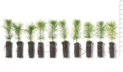 White Pine Live Tree Seedlings Plug | 6"-12" | Arbor Day Foundation - (Due to Agricultural Laws, Unavailable to AZ, CA, ID, ME, MT, OR or UT) (10-Pack)