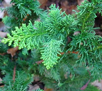Fernspray Hinoki Cypress - Live Plant - 3 Gallon Pot