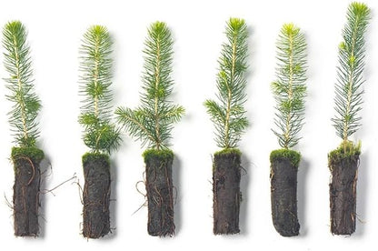 Norway Spruce Tree Seedlings | 6"-12" | Arbor Day Foundation (5-Pack)