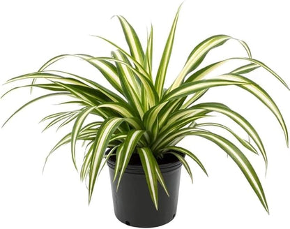 GARDENERA Premium Spider Plant Potting Soil Mix - (1 Quart Bag)
