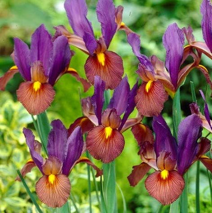 Easy to Grow Dutch Iris Tiger Eye 20 Plant Bulbs - Unqiue Burgundy & Purple Flowers in Spring to Summer, Full Sun Outdoor Zones 6-9