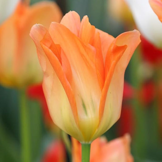 Orange Brilliant Fosteriana Tulip Flower Bulbs - 10 Bulbs per Pack - Good as Cut Flowers - Good for Indoor Forcing - Grows Well in Containers - Perennializing