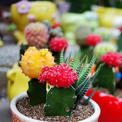 Seeds Succulent Cactus Cacti Variety Mix - 25 Seeds