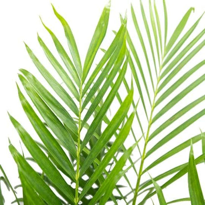 American Plant Exchange Cat Palm – 10-Inch Pot – Live Tropical Houseplant with Feathery Green Fronds, Easy Care Indoor or Outdoor Palm for Home, Office, Patio & Low-Light Décor