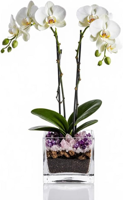 Premium White Phalaenopsis Orchid Plant - Live Double Stem with Amethyst Crystal - Indoor Flowering Houseplant Gift - Perfect for Birthday Anniversary
