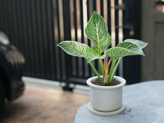 Gardenera Premium Philodendron Soil - Perfect Blend for Thriving Philodendron Plants - 1 Quart