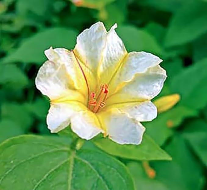 80 Broken Colors Four O'Clock Seeds - Tender Perennial That Reseeds Easily