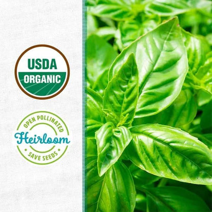 Wellness Grow Kit: Basil