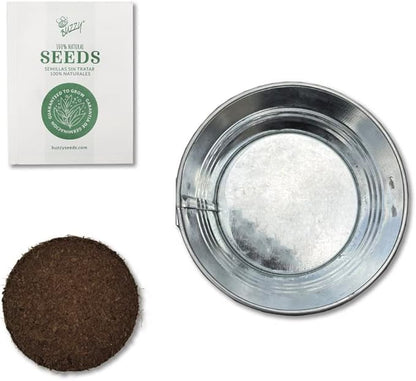 BUZZY Seeds Mini Basin Sensitive Plant Grow Kit, Interactive Leaves Move When Touched, Flower Starter Kit for Kids and Adults | Indoor Gardening Gift, DIY Home Project