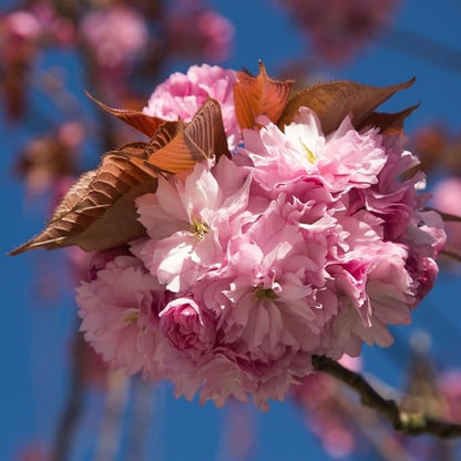 Kwanzan Cherry Blossom Tree, Double Pink Cherry Blossom, 8 to 12 Inch Tall Cherry Blossom Tree Live in Pot, Perennial Cherry Blossom Sapling, Cherry Blossom Tree Plant
