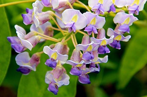 Blue Moon Wisteria Vine - Massive Foot Long Fragrant Flowers - Attract Hummingbirds - 2 - Year Plant by - Japanese Maples and Evergreens®