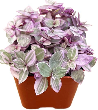 Succulents Plants Live 2" Callisia Repens Pink Lady, Live Mini Succulent Plants, Easy Care House Plants Rooted in Succulent Soil Mix, by The Succulent Cult