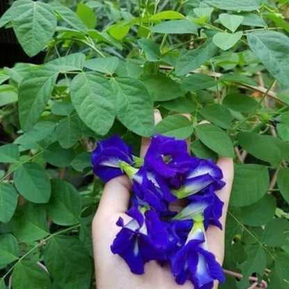 100 Butterfly Pea Flower Seeds - HOA Dau Biec - Blue Butterfly Pea Vine (Clitoria Ternatea) Asian Pigeonwings -Tropical Vine Plant - Edible Flower Seeds