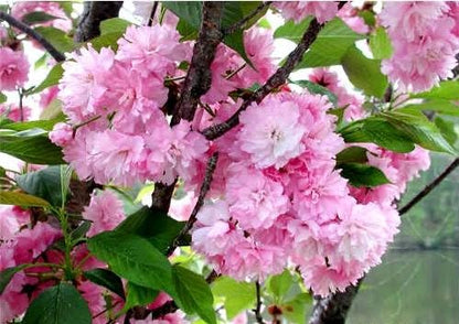 Live Kwanzan Cherry Blossom Tree – 8-12" Tall, Ornamental Pink Flowers