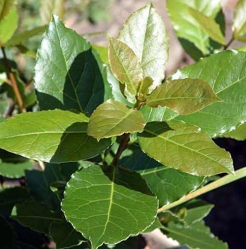 Bay Laurel Herb - Laurus nobilis - 4.33" Pot - Live Plant