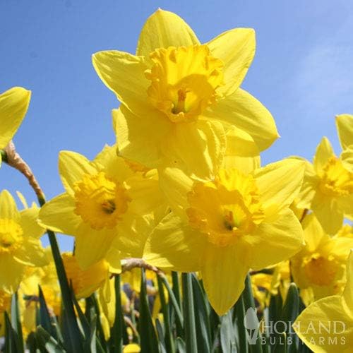 Wholesale Yellow Daffodil Flower Bulbs - 500+ Bulbs per Pack - Deer Resistant - Good as Cut Flowers - Good for Indoor Forcing - Naturalizing - Perennializing - Easy to Grow Live Plants