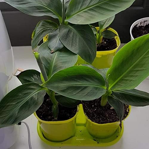 Seeds Ornamental Banana Tree Indoor Dwarf Perennial Flowers Non GMO