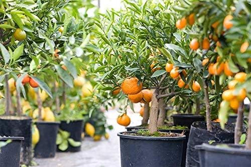GARDENERA Citrus Tree Potting Soil Mix, Special Blend for Indoor Oranges, Lemons, Limes and More - (3 Quart Bag)