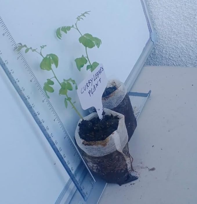 Curry Leaf Plant. Live Plant. Fragrant, Beautiful, Edible. Easy Grow. Indian Cooking Must Have. Murraya Koenigii. (2 Cups)