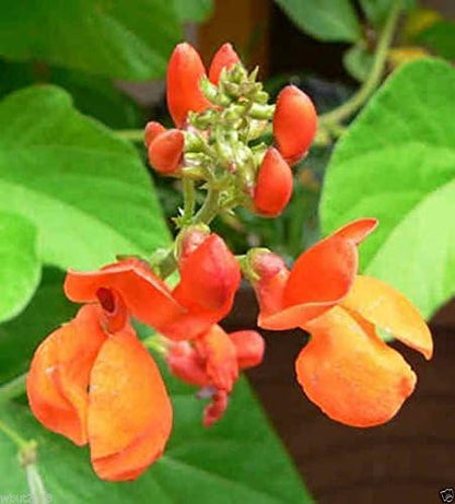 Scarlet Emperor Runner Bean Non-gmo British Heirloom Organically Grown. 50 Seeds