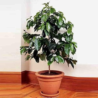 Arabian Coffee Tree Seeds – Coffea Arabica | Evergreen Perennial | Fragrant Blooms & Homegrown Coffee Beans