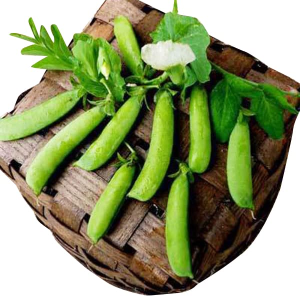 50 Sugar Ann Sugar Snap Pea Heirloom Seeds - Non GM - BUSH Form 2' High