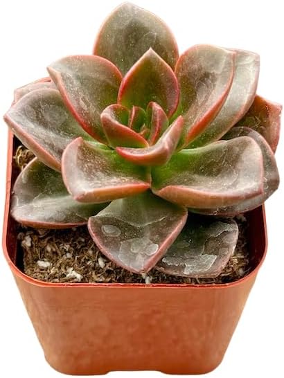 2" Unique Succulents Plants Live, Live Starter Succulent Plants, Easy Care House Plants Rooted in Succulent Soil Mix, by The Succulent Cult (Echeveria Melaco)