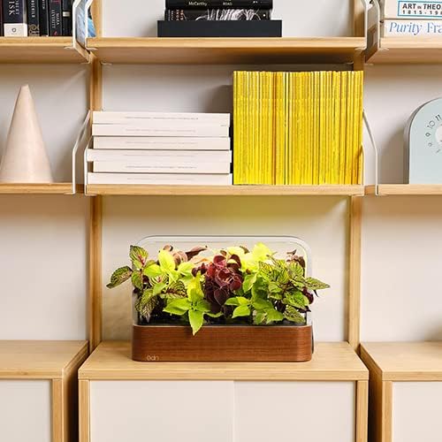 EDN SmallGarden with Basil SeedPods, Indoor Grow Smart Garden for iOS Devices - Fresh Home Grown Herbs, Plants and Flowers - Grow up to 10 Different Plants at Once