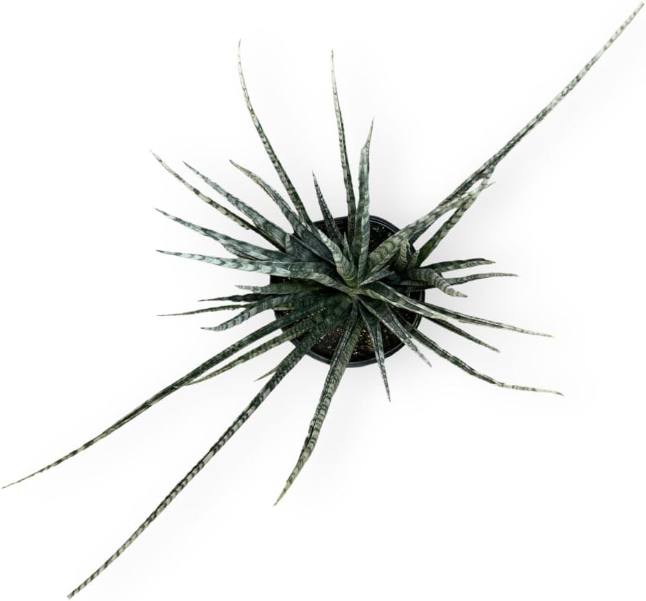 Sansevieria Fernwood Live Indoor/Outdoor Plant in Grower Pot 10"